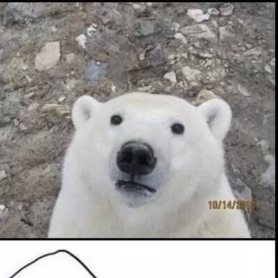 Profile Picture of Michael Paterno (@MrBearxx) on Twitter