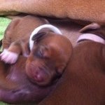 Sean Garbett - Instagram Profile Picture of Sean Garbett (@seanstop114) on Instagram