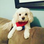 Profile Picture of Butters Kim (@butterskim) on Instagram