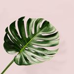 Profile Picture of ABBY CHOU (@abby_chou.doodles) on Instagram