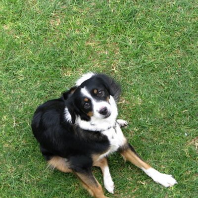 Profile Picture of Carlos Pallares (@bacckspace) on Twitter