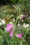 Profile Picture of Gladiolus - Wikipediaon Wikipedia