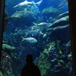 Profile Picture of Camden Davis (@rhinoclemmys_cam) on Instagram