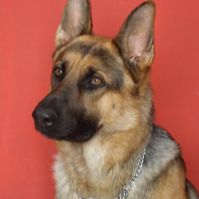 Profile Picture of David GABRIELE (@ryyu77) on Twitter