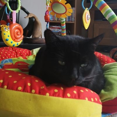 Profile Picture of Andy Mcintosh (@drandymcintosh) on Twitter