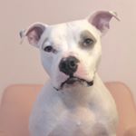 Profile Picture of Robert George Dogswallop (@adopt_bob) on Instagram