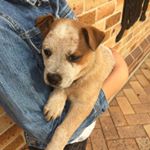 Profile Picture of Amanda Constable (@constable1145) on Instagram