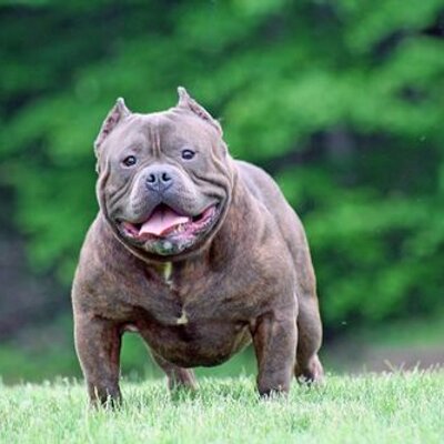 Profile Picture of Grand Raw Tim (@KingTim2Raw) on Twitter