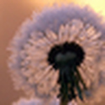 Profile Picture of Sophine Russell (@Sophine~Ann) on Flickr