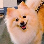 Profile Picture of Mia Charlotte Sharpey Bianca (@miacharlottespitz) on Instagram