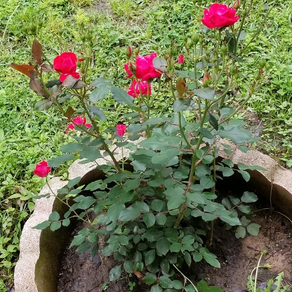 Profile Picture of Loren Cox (@lcox665) on Poshmark