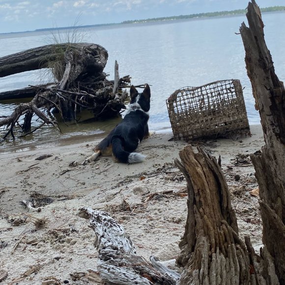 Profile Picture of Taylor Farrell (@taylorfarrel615) on Poshmark