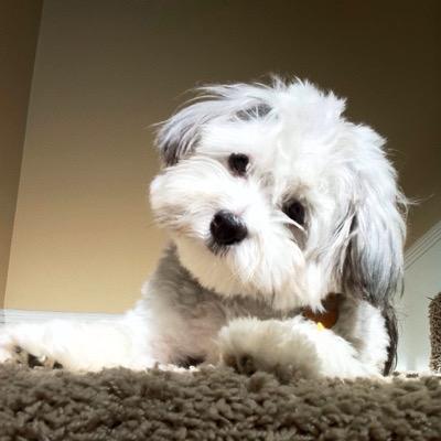 Profile Picture of Jessie C (@lol_sandy13) on Twitter