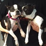 Profile Picture of Gertie Geri Gemma Gary Greta (@3_bosties_2_russians) on Instagram