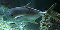 Profile Picture of Carangidaeon Wikipedia