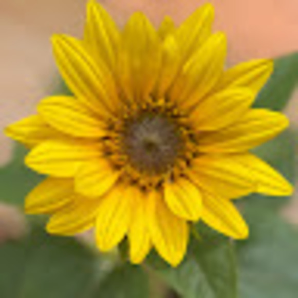 Profile Picture of Danielle Cicero (@danimcicero) on Poshmark