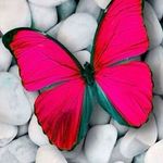 nutella Chakir - Instagram Profile Picture of nutella Chakir (@nutella_chakir) on Instagram