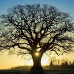 Profile Picture of Brigitte_Baum_347 (@brigitte_baum_347) on Instagram