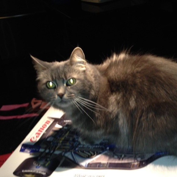 Profile Picture of Leanne Schroeder (@hondagirl99) on Poshmark