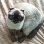 Profile Picture of Scottish Fold (@nuts_and_honey) on Instagram
