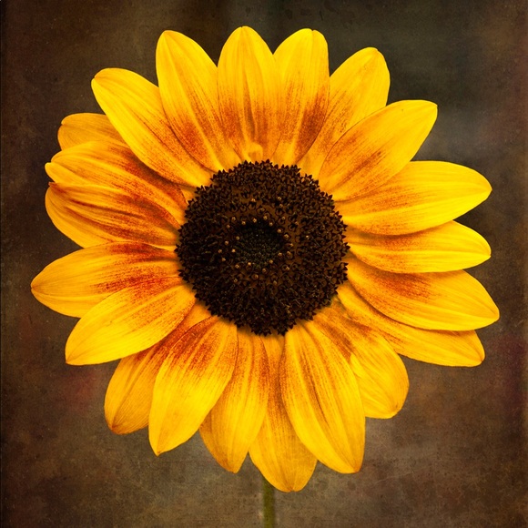 Profile Picture of Carla Morgenroth (@cmorgenroth) on Poshmark