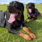 Profile Picture of Coco & her Rottweilers’ Story (@coco_love_rotties) on Instagram
