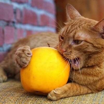 Profile Picture of Dustin Diaz (@ezt4raffi5ct) on Twitter