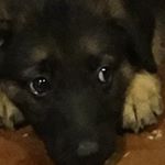 Profile Picture of Max Pichardo🐶 (@maxpichardo_) on Instagram