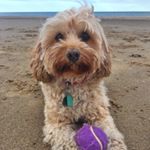 Profile Picture of Amber Royer (@amber_the_cavapoo1) on Instagram
