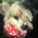 Profile Picture of Cindy Wiebke (@cindywiebke) on Pinterest