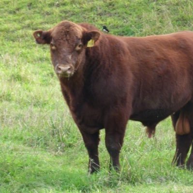 Profile Picture of Cairnhill Beef Cattle (@MarsolinoRoss) on Twitter