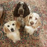 Profile Picture of Lola, Luna e Manu (@lola.luna.manu_viralataecocker) on Instagram