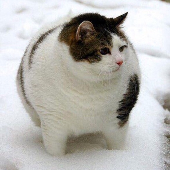 Profile Picture of Madeline Serrano (@mserrano2) on Poshmark