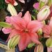 Profile Picture of Lori Wittmuss (@loriwittmuss) on Pinterest