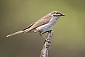 Profile Picture of Yellow-faced honeyeateron Wikipedia