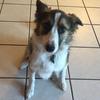 Profile Picture of Dixie (@@dixiethebordercollie) on Tiktok