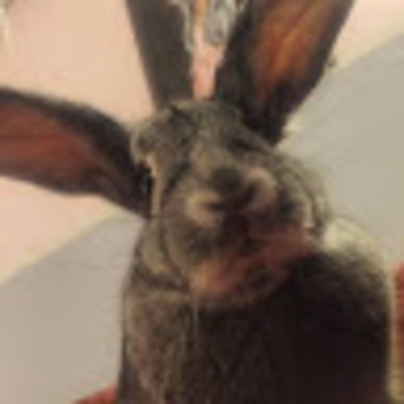 Profile Picture of Hayley Rabbit (@veganartist91) on Poshmark