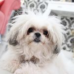 Profile Picture of CHLOE 🌈Double Happiness Cessy (@shihtzu.chloe) on Instagram
