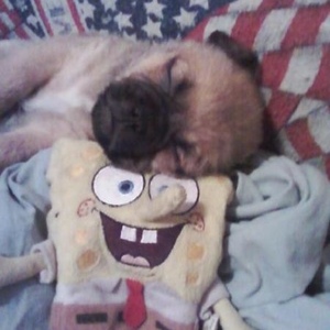 Profile Picture of Michael Forshay (@baldmikey96) on Myspace