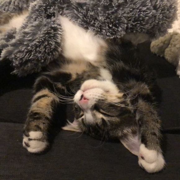 Profile Picture of Katelynn Miller (@katelynnmill863) on Poshmark