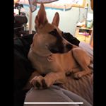 Profile Picture of Sampson And Lucy (@sampson_and_lucy2) on Instagram