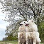 Profile Picture of Robin & Rudy (@robinrudysamoyeds) on Instagram
