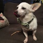 Profile Picture of Clover Louise (@4toothclover) on Instagram