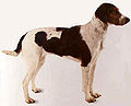 Profile Picture of Halden Houndon Wikipedia
