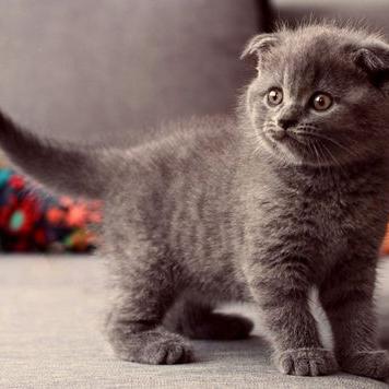 Maria Savoca - Twitter Profile Picture of Maria Savoca (@9ef3186429d34ca) on Twitter