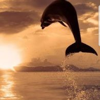 Profile Picture of Saline (@John21592214) on Twitter