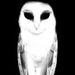 Profile Picture of Andrew Frasca (@andrewfrasca) on Pinterest