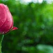 Profile Picture of Danielle T Webber (@danielletwebber2082) on Youtube