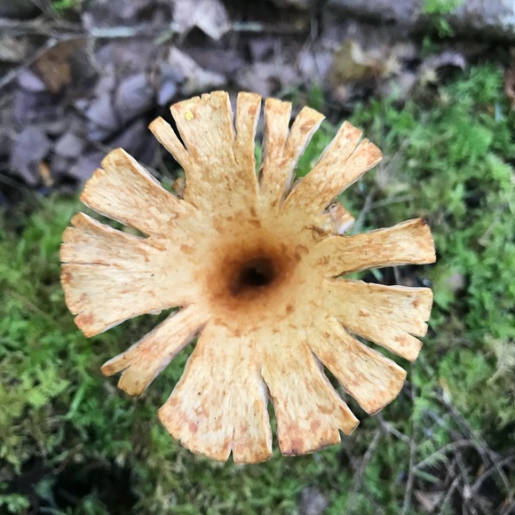 Profile Picture of Aurora Aurora (@sweet_charlotte) on Poshmark