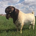 Profile Picture of Pieter Smith (@pietersmith_alldays) on Instagram